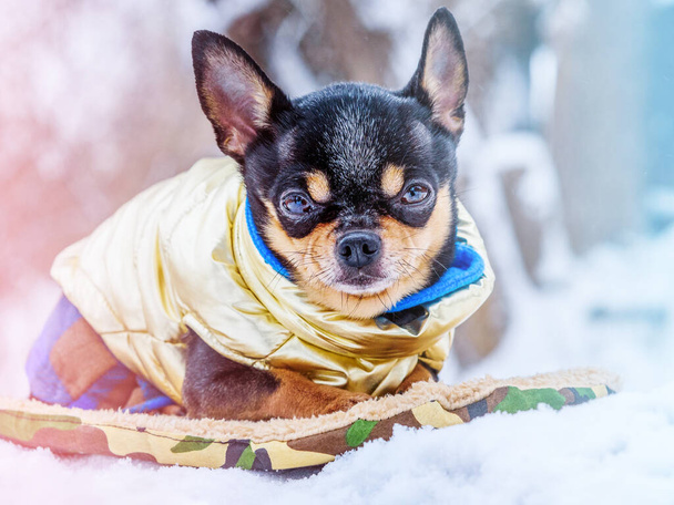 Animal, pet. Dog mini breed chihuahua in a vest in snowy weather in winter. - Fotó, kép