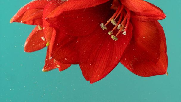 Primer plano de flor de lirio rojo con brillantes pétalos de arena sumergidos bajo el agua. Imágenes de archivo. Hermosa flor girada al revés aislada sobre fondo turquesa. - Foto, Imagen