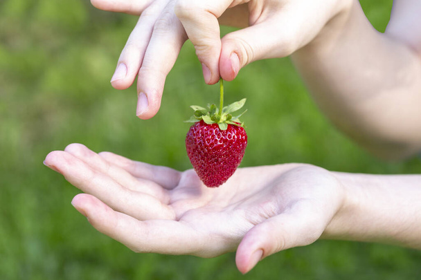 The girl is holding a ripe strawberry. Healthy food rich in fiber, vitamins and antioxidants. - Valokuva, kuva