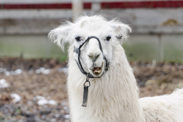 Lama (Vicugna vicugna) evcil hayvan çiftliğini eğlenceli ifadelerle kapatır - Fotoğraf, Görsel