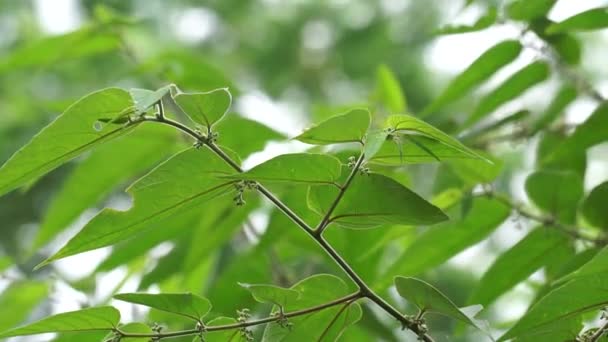 Trema orientalne (zwany również Trema orientalis, Cannabaceae, drzewko węglowe, indyjskie drzewo węglowe) liście. Ekstrakty z liści gatunków pokrewnych (Trema guineense) wykazywały działanie przeciwartretyczne. - Materiał filmowy, wideo