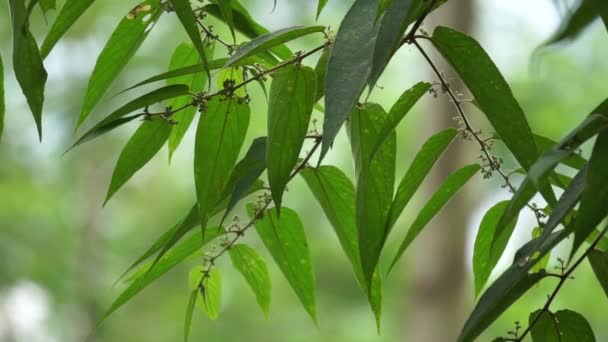 Trema orientale (also called Trema orientalis, Cannabaceae, charcoal tree, Indian charcoal tree) leaves. Extracts from leaves of related species (Trema guineense) showed  anti-arthritic. - Footage, Video