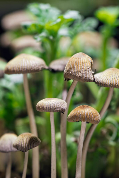 Zbliżenie drobnych grzybów, które szybko rosną w roślinach doniczkowych. - Zdjęcie, obraz