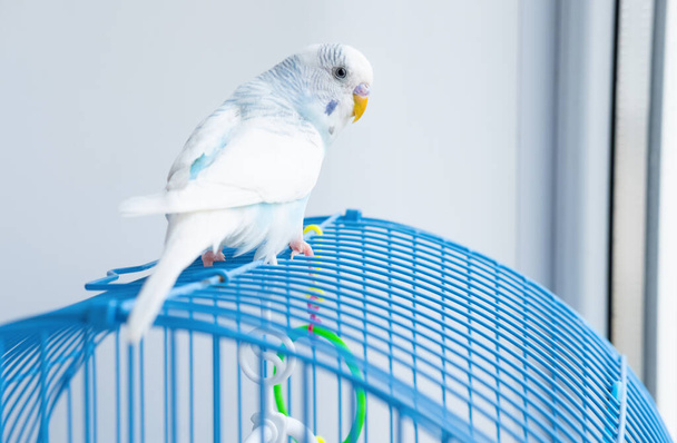 a wavy blue parrot sits on a cage - Fotoğraf, Görsel