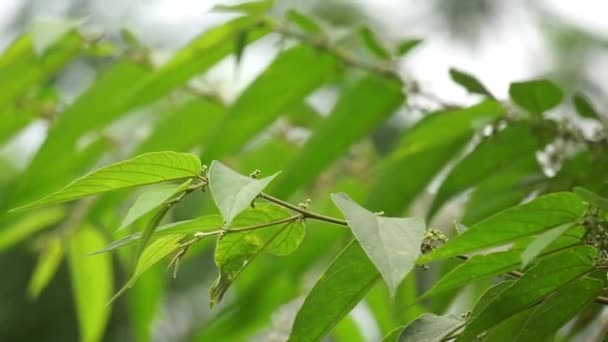 Trema orientale (tunnetaan myös nimellä Trema orientalis, Cannabaceae, puuhiili puu, intialainen puuhiili puu) lehdet. Uutteita lehtien sukulaisten (Trema guineense) osoitti anti-niveltulehdus. - Materiaali, video