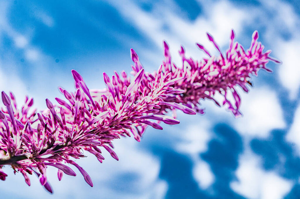 the flower in spike stands out against the sky with skipped clouds - Photo, Image