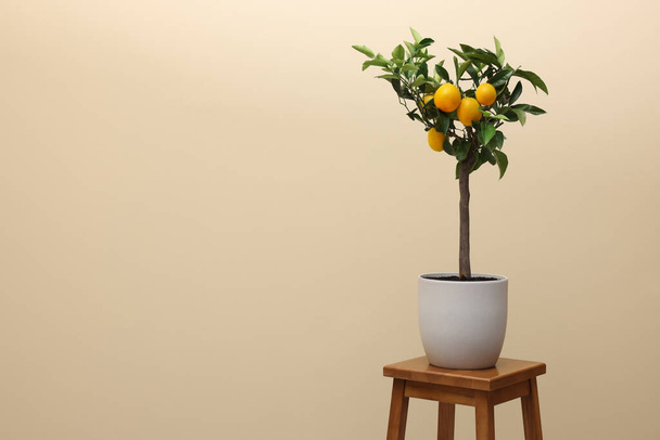 Idea for minimalist interior design. Small potted lemon tree with fruits on wooden table against beige background, space for text - Fotoğraf, Görsel