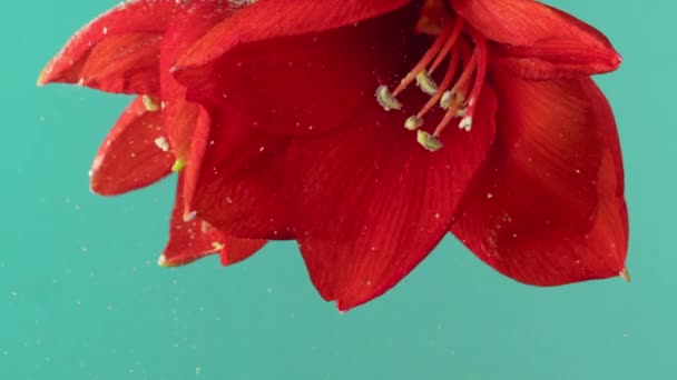 Blisko czerwony kwiat lilii z jasnym sof płatki zanurzone pod wodą. Materiał filmowy. Piękny kwitnący kwiat wywrócił się do góry nogami na turkusowym tle. - Materiał filmowy, wideo