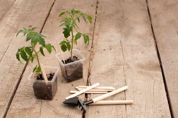 two tomato seedlings next to a small rake and a shovel on a wooden background with a place for text - Fotoğraf, Görsel