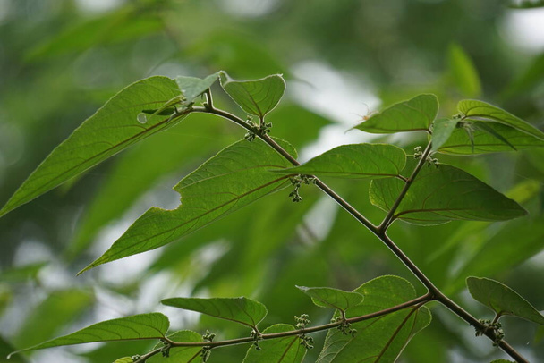 Trema orientale (chiamata anche Trema orientalis, Cannabaceae, albero del carbone, albero del carbone indiano) foglie. Estratti da foglie di specie affini (Trema guineense) hanno mostrato antiartritico. - Foto, immagini
