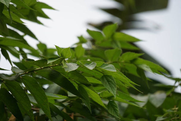 Muntingia calabura yaprakları (Kersen, capulin blanco, cacaniqua, nigua, niguito, Jamaika kirazı). Bu bitkinin sulu ve tatlı kırmızı küçük meyveleri var. - Fotoğraf, Görsel