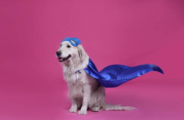 Adorable dog in blue superhero cape and mask on pink background - Fotó, kép