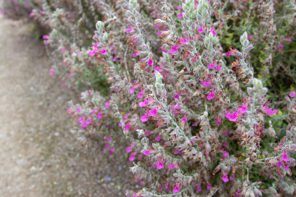 Katzenthymian oder Kätzchen knacken blühende Pflanzen mit rosa Blüten. Teucrium marum. - Foto, Bild
