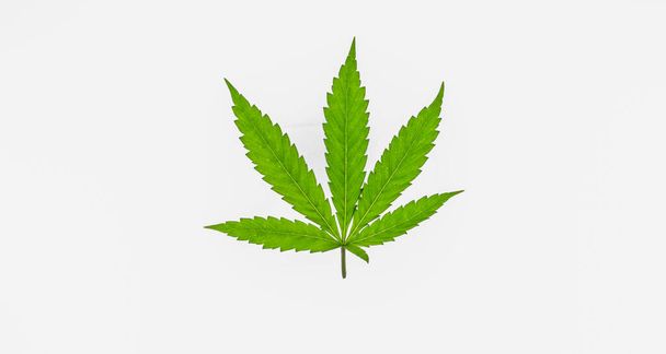 Marihuana Farbe grünes Blatt auf weißem Hintergrund - Foto, Bild