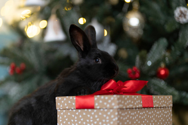 A black rabbit sits on a gift box against the backdrop of a Christmas tree. - 写真・画像