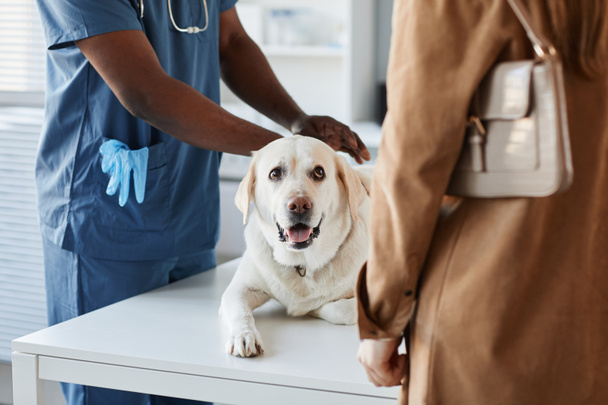 Labrador di razza pura domestico sdraiato sul tavolo medico durante l'esame - Foto, immagini