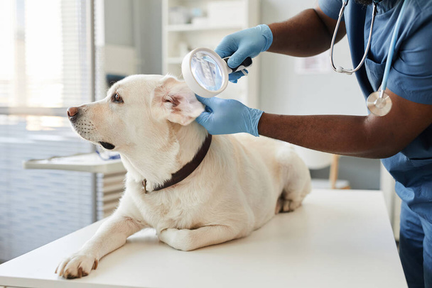 Gloved hands of veterinarian with magnifying glass examining ears of dog - Foto, Imagem