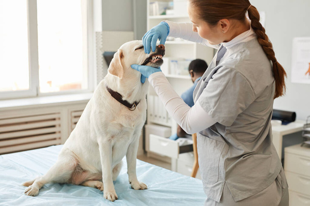 Jeune vétérinaire femme examinant les dents du patient labrador - Photo, image