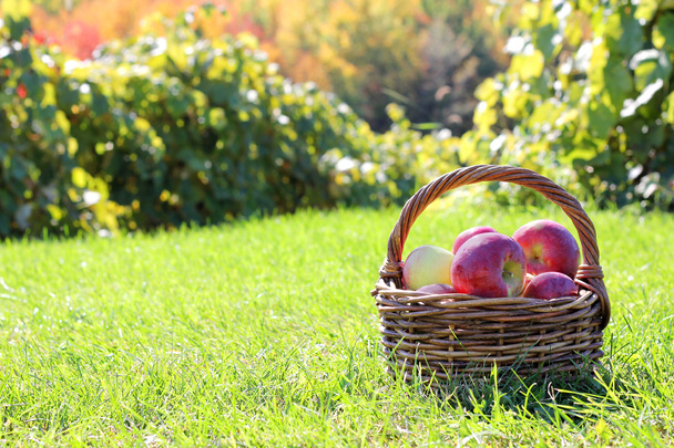 果樹園で収穫された新鮮なりんごがいっぱい入ったかご - 写真・画像