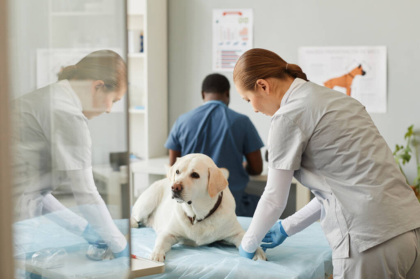Jonge hedendaagse vrouwelijke clinicus die labrador hond vaccineert - Foto, afbeelding