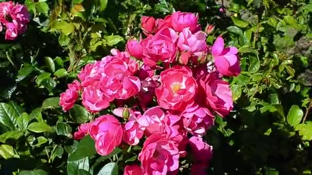 ροζ άνθη τριανταφυλλιάς σε μια ηλιόλουστη μέρα - Πλάνα, βίντεο