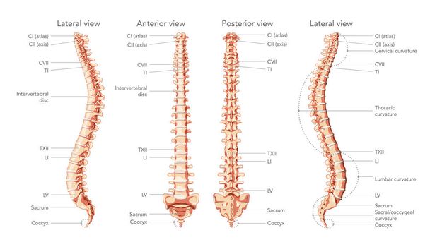 Людський хребетний стовп спереду, ззаду, збоку з основними частинами позначеними, з міжхребцевим диском і без нього
 - Вектор, зображення