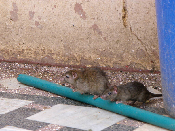 Karni Mata Rat Temple, Deshnok, Bikaner, Rajastán, India, 12 de agosto de 2011: Dos ratas liberadas en el Karni Mata Rat Temple en Deshnok, India - Foto, imagen