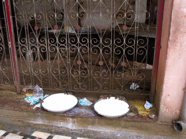 Karni Mata Rat Temple, Deshnok, Bikaner, Rajasthan, Intia, 12. elokuuta 2011: Ryhmä rottia juo maitoa kahdesta säiliöstä Karni Mata Rat temppelissä Deshnokissa, Intiassa - Valokuva, kuva