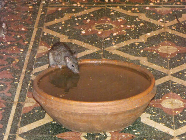 Temple Karni Mata Rat, Deshnok, Bikaner, Rajasthan, Inde, 12 août 2011 : Un rat boit de l'eau dans une chambre du temple Karni Mata Rat à Deshnok, Inde - Photo, image