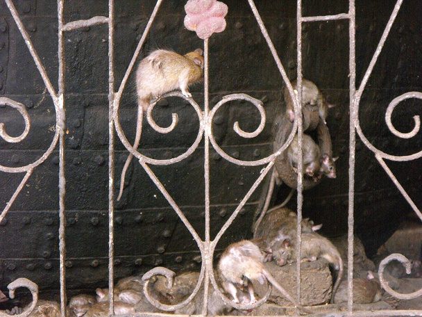 カルニ・マタ・ラット寺院,デシュンク,ビカナー,ラジャスタン州,インド, 2011年8月12日:インドのデシュンクにあるカルニ・マタ・ラット寺院の塀の上の傷 - 写真・画像