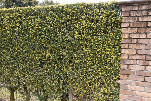Hedge of Japanese holly. Aquifoliaceae evergreen shrub. - Photo, Image