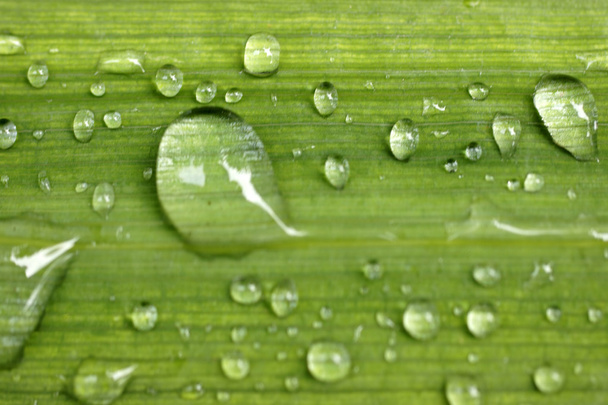 Reed leaf with rain drops - Foto, Imagem