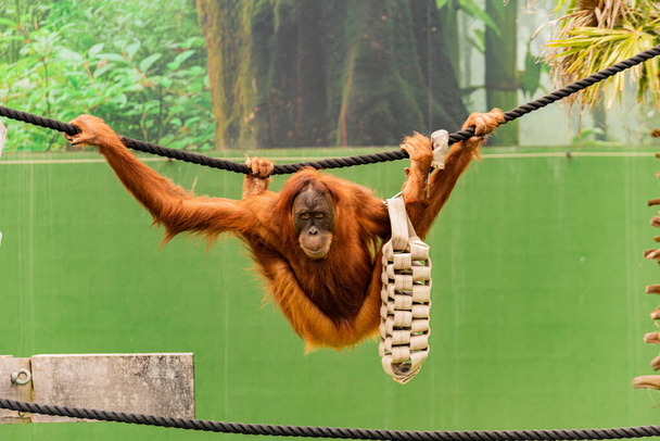 orangutan swinging on rope in a funny pose - Foto, imagen