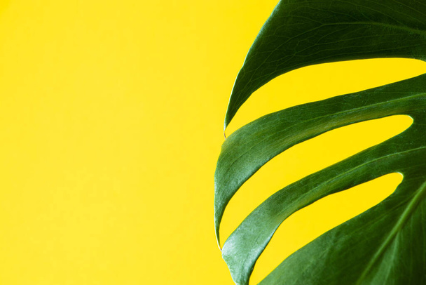Monstera on colored yellow background. Trending houseplant tropical monstera deliciosa. Green leaf close up. Copy space. - Photo, Image