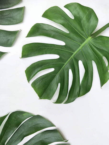 Teil des grünen Dschungels Monstera Blätter auf weißem Hintergrund in vertikalem Rahmen, Laub Hintergrunddesign-Konzept - Foto, Bild
