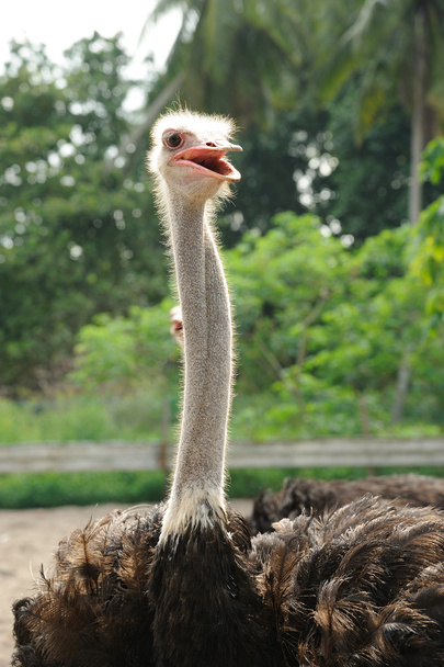 Ostrich head - Fotoğraf, Görsel