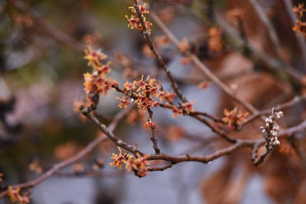 Φουντούκια μαγισσών. Φυλλοβόλος θάμνος Hamamelidaceae. Η περίοδος ανθοφορίας είναι από το Φεβρουάριο έως το Μάρτιο. - Φωτογραφία, εικόνα