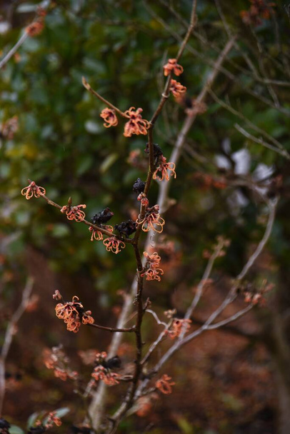 Wiedźma rozkwita. Krzew liściasty Hamamelidaceae. Sezon kwitnienia trwa od lutego do marca. - Zdjęcie, obraz