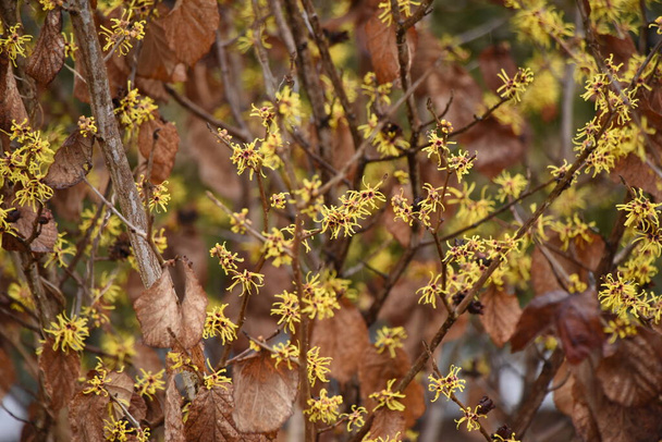 Wiedźma rozkwita. Krzew liściasty Hamamelidaceae. Sezon kwitnienia trwa od lutego do marca. - Zdjęcie, obraz