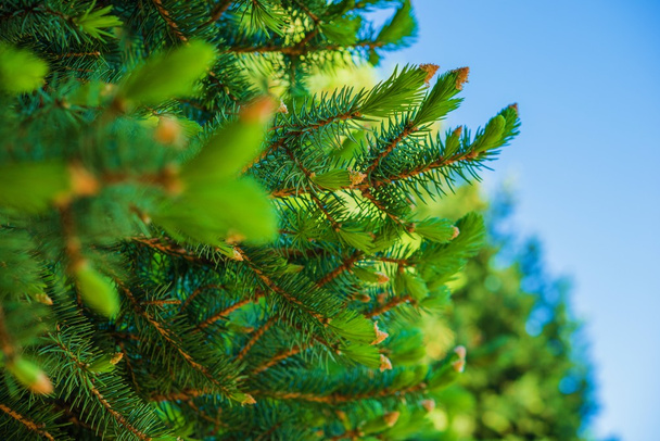 Green Spruce Branches - Photo, Image