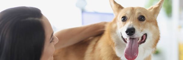 Állatorvos hallgat sztetoszkóppal a kutya a klinikán - Fotó, kép
