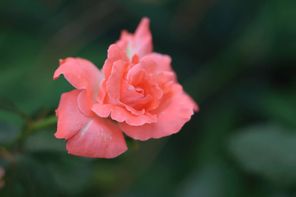Bright orange bud of hybrid tea rose Folklore. Double salmon-pink flowers with a peach-yellow underside of the petals. Plant theme and selective focus - Photo, Image