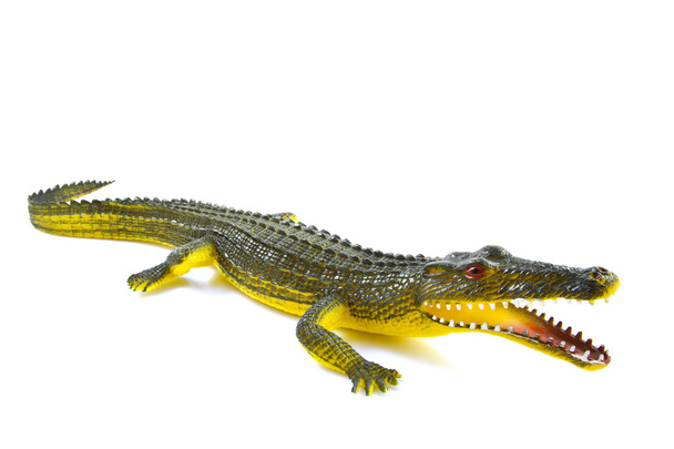Alligator - Foto, Bild