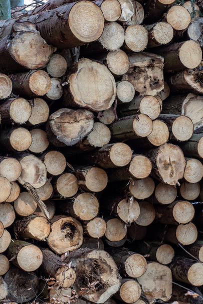 Baumstämme stapeln sich, der Holzeinschlag der Holzindustrie. - Foto, Bild