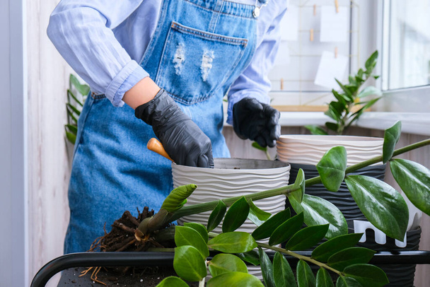 Садівниця пересаджує кімнатні рослини і використовує лопату на столі. Концепція догляду за рослинами та домашнім садом. Весняна посадка. Дерево грошей
 - Фото, зображення