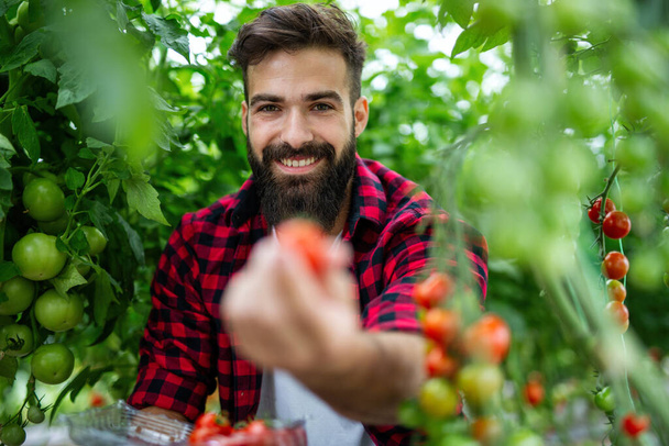 Greenhouse entrepreneur man collecting fresh tomatoes. Professional man worker picking sweet vegetables in countryside farm. Agriculture organic product concept - Photo, image