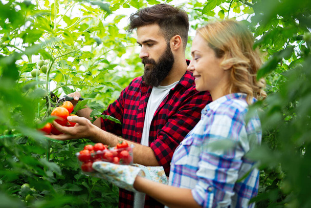 Friendly young couple harvesting fresh tomatoes from the greenhouse garden. People healthy food concept - 写真・画像