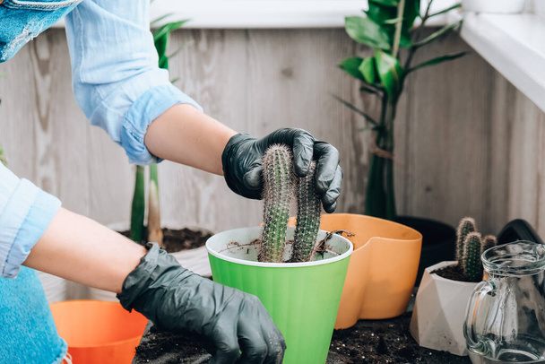 Közelkép női kéz transzplantációs kaktuszról. Házikerti koncepció. Kertészeti eszközök. Kertész munkahelyén. Föld egy vödörben. Vigyázok a növényekre. Tavaszi ültetés - Fotó, kép
