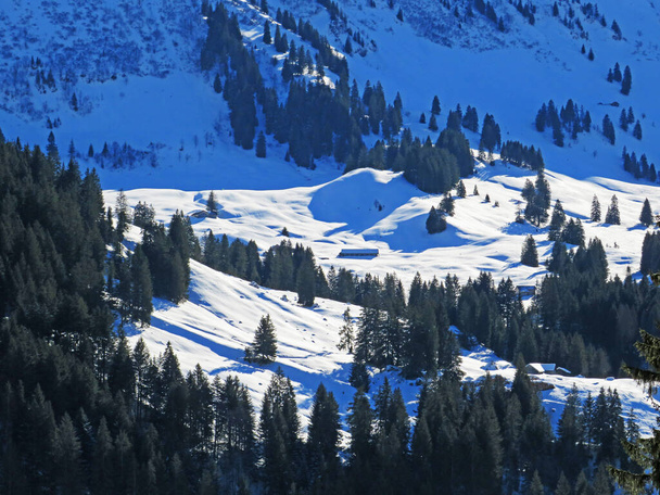 Festői lombkoronák alpesi fák egy tipikus téli atmoszférában nehéz hóesés után a svájci Alpokban, Schwaegalp hágó - kanton Appenzell Ausserrhoden, Svájc (Schweiz) - Fotó, kép