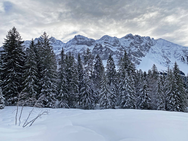 Picturesque canopies of alpine trees in a typical winter atmosphere after heavy snowfall in the Swiss Alps, Schwaegalp mountain pass - Canton of Appenzell Ausserrhoden, Switzerland (Schweiz) - Photo, Image